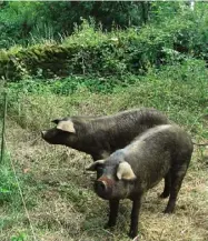  ??  ?? The pigs at home in their second enclosure