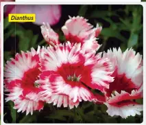  ??  ?? Dianthus