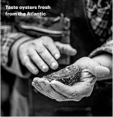  ??  ?? Taste oysters fresh from the Atlantic
