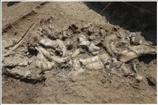  ?? (AP/Homa Peninsula Paleoanthr­opology Project/T.W. Plummer) ?? A fossilized hippo skeleton and associated Oldowan artifacts are seen in July 2016 at the Nyayanga site.