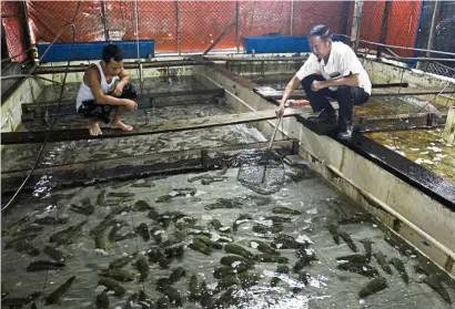  ?? — Pics by ZHaFaran naSIB/the Star ?? Jumbo-sized: tan (right) showing the a-size mantis shrimps, which are about 30cm long, at his farm in Bukit tambun.