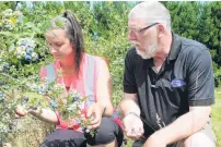  ?? PHOTOS: LUISA GIRAO ?? Fruit on hand . . . Blueberry Country picking supervisor Isabelle Hazlett and general manager Simon Bardon check the branches at the Otautau orchard.