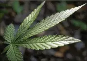  ?? RANDALL BENTON /SACRAMENTO BEE / TNS ?? The American Legion wants the federal government to loosen its stance against veterans’ use of marijuana for therapeuti­c effect.