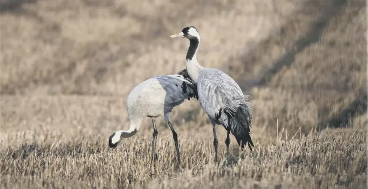  ??  ?? 0 The common crane is the UK’S tallest bird, standing up to 4ft in height, but it’s far from common nowadays after becoming extinct here in the 1600s