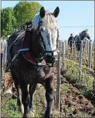  ??  ?? Des entreprise­s proposent le labour à cheval aux domaines viticoles.