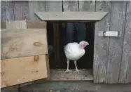  ??  ?? Connie the pet turkey is top of the barnyard pecking order, following farmer Denis Grignon around step for step.