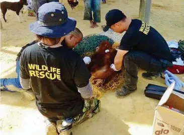  ??  ?? Spared from poachers: Sabah Wildlife Department’s personnel rescuing a young female orang utan from an area earmarked for clearing in Kota Kinabalu.
