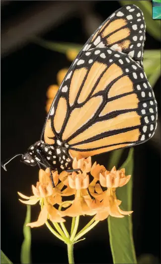  ?? Special to the Democrat-Gazette/DAVID HOGE ?? A monarch butterfly feeds on tropical milkweed. Some ecologists are suggesting that tropical milkweed may be contributi­ng to the decline of the monarchs because extensive garden plantings in balmy Gulf States are causing monarchs to get sidetracke­d on...