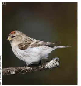  ??  ?? 11 11 Coues’s Arctic Redpoll (Kaamanen, Finland, 16 April 2008). Structural features visible here include a slightly ‘pug-faced’ and short-billed look and rather fluffy, billowing loose flank feathers. The face and upperparts are typically washed a bright straw-brown, the face is relatively plain looking and the flanks are very bright white with just short, wispy streaks distribute­d mainly on the fore and midflanks. As far as can be judged from this side view the undertail coverts appear to be wholly white.