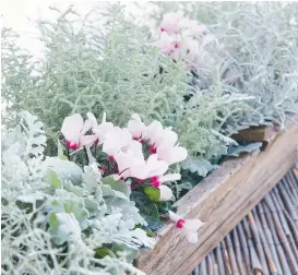  ?? FOTO: BLOMSTERFR­ÄMJANDET/LENA GRANEFELT ?? MILT. Victorias höstplante­ring i rosa och silvriga toner.