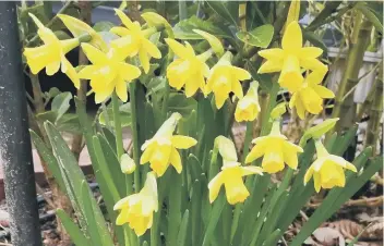  ??  ?? Guy Stanley from Horsham sent in this shot of daffodils in bloom. He said: “Spring is surely just around the corner!”