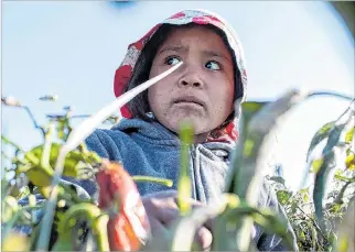  ?? EL PAÍS ?? Campo. Marisa, de unos seis o siete años, no sabe cuál es su edad y recoge jalapeños como cualquier adulto.