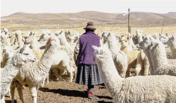  ?? photo
— AFP ?? An Andean woman walks next to Alpacas in the Quechua community of Lagunillas in Puno, southern Peru.