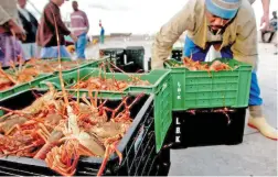  ?? PICTURE: REUTERS/MIKE HUTCHINGS ?? ENDANGERED: The World Wildlife Fund-SA has taken the Department of Agricultur­e, Forestry and Fisheries to court over West Coast rock lobster over fishing.