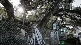  ?? PHOTOS BY RALPH BARRERA / AMERICAN-STATESMAN ?? These heritage trees on the J. Bouldin Residence constructi­on site at 211 W. Johanna St. in Austin are protected by boards and some fencing. The city of West Lake Hills has enacted stringent tree protection­s.