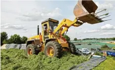  ??  ?? Die Grasschnit­zel werden dann plattgedrü­ckt. Dafür kann man jedes schwere Gewicht nehmen. Kustermann fährt mit dem Tieflader drüber.