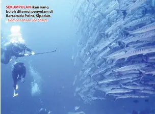  ??  ?? SEKUMPULAN ikan yang boleh ditemui penyelam di Barracuda Point, Sipadan.
- Gambar ehsan Joe Starzz