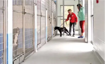  ?? STAFF PHOTOS BY C. B. SCHMELTER ?? Rachel Myers, right, helps lead Jane Overbook, center, and Den towards Den’s kennel at the Humane Educationa­l Society’s new Foy Animal Shelter on Monday.