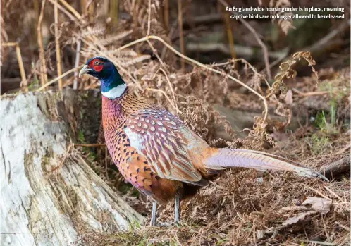  ?? ?? An England-wide housing order is in place, meaning
captive birds are no longer allowed to be released