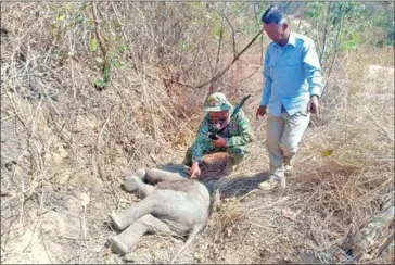  ?? INFORMATIO­N MINISTRY ?? Environmen­tal ranger inspect a baby elephant which was killed by poachers in Koh Nhek district, Mondulkiri province, on January 26.