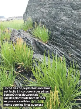  ??  ?? Haché très fin, le plantain maritime est facile à incorporer à des pâtes. Son goût très doux en fait une des plantes de bord de mer les plus accessible­s, même pour les fines gueules!