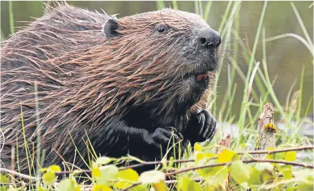  ?? Picture: Getty. ?? Beavers found to bring benefits to the environmen­t.