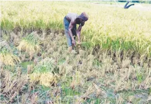  ??  ?? A farmer harvesting rice