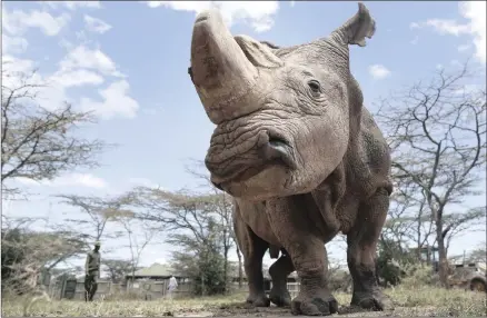  ?? PICTURE: EPA ?? Sudan, 43, the last surviving male northern white rhino on the planet, lives at Ol Pejeta Conservanc­y near Nanyuki, Kenya.