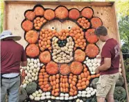  ?? DOUG HOKE/THE OKLAHOMAN FILE ?? Jimi Underwood, left, and Nate Tschaenn place pumpkins into a lion mural as they set up for Pumpkinvil­le 2019 in the Children’s Garden at the Myriad Botanical Gardens, Wednesday, Oct. 9, 2019.