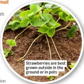  ?? ?? Strawberri­es are best grown outside in the ground or in pots