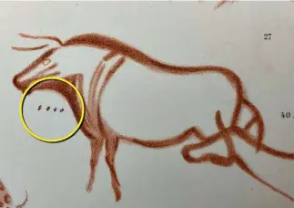  ?? ?? Dots: Marks, circled, on drawing of cattle shows four-month mating period