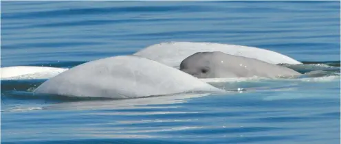  ?? GREMM ?? L’augmentati­on de la circulatio­n maritime dans le fjord du Saguenay générée par le projet aurait également mis en péril l’habitat des bélugas nordiques, selon le ministère de l’Environnem­ent. Les bruits sous-marins auraient eu un impact négatif sur cette espèce considérée comme menacée en vertu de la loi québécoise.