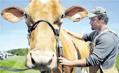  ?? MARYANNE FIRTH/POSTMEDIA NETWORK ?? Mysterious, a 1,500-pound Guernsey cow from Comfort Farms in St. Ann's, has her neck hair sheared by Nathen High as she readies for the cattle show at the Niagara Regional Exhibition in this September 2011 file photo.