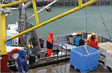  ?? MARY BENJAMIN ?? In the Tuesday morning rain, the crew of the Myra Jean ices down the crab catch before hauling it up.