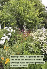  ??  ?? ‘Iceberg’ roses, Marguerite daisies and white lace flowers are Petra’s favourite plants for adding swathes of white to a bed.