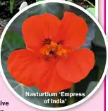  ?? ?? Nasturtium ‘Empress of India’