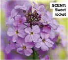  ??  ?? SCENT: Sweet rocket