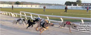  ??  ?? Greyhounds running in the Jackpot 525 atDrumbo Park