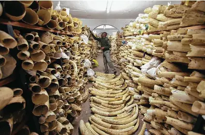 Tusks DNA study reveals traffickin­g networks | Houston Chronicle ...