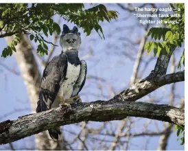  ??  ?? The harpy eagle – a “Sherman tank with fighter jet wings.”