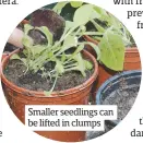  ??  ?? Smaller seedlings can be lifted in clumps