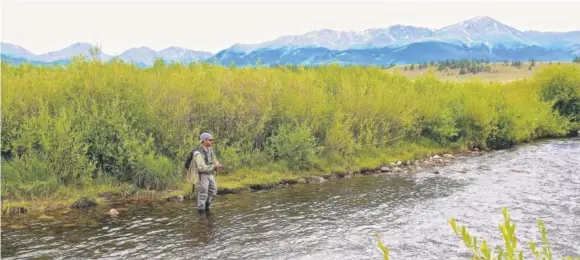  ??  ?? Vlad Amani of Denver uses a fly rod to work a Gold Medal fishing seam on the Arkansas River headwaters in the shadow of Mount Elbert, Colorado's highest peak. The upper Arkansas offers the longest continuous stretch of Gold Medal fishing in the state....