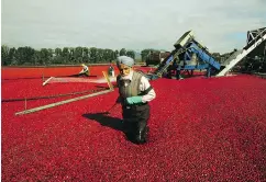  ?? — ROB KRUYT ?? Nirbhai Singh Bullar tows a boom while harvesting cranberrie­s in Pitt Meadows. B.C.’s agricultur­al industry experience­d solid job growth last month.