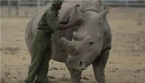  ?? ?? Le gardien Zachariah Mutai s'occupe de Fatu, l'un des deux seuls rhinocéros blancs du Nord au monde, dans l'enclos de la réserve Ol Pejeta, dans le comté de Laikipia, au Kenya.