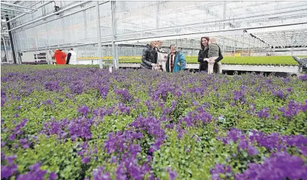  ?? JULIE JOCSAK THE ST. CATHARINES STANDARD ?? Seven Greenhouse­s from across Niagara got together and opened their doors to the public for the Come See What's Growing event on Saturday. Here people look at some of the campanula at Sunrise Greenhouse­s in Vineland.