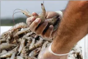  ?? THE ASSOCIATED PRESS ?? Commercial fisherman Ted Petrie picks through a pile of shrimp on his boat in Grand Isle, La. An advocacy group, Oceana, conducted a DNA-based survey of shrimp sold at outlets across the country and around the Gulf of Mexico. Results released Thursday...