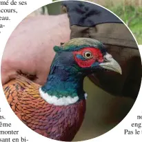  ??  ?? Pour optimiser les chances de réussite, les sociétés de chasse recommande­nt 50 oiseaux lâchés par tranche de 100 ha.