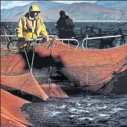  ??  ?? Sepa is cracking down on fish-farm pollution Photograph: PA