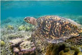  ?? —PHOTO COURTESYOF­AMIKA TRAVEL & TOURS ?? Swimmers in Coron waters are likely to meet sea creatures such as this.