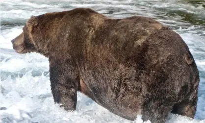  ?? Photograph: US National Park Service/Reuters ?? Brown bear 747 stands in a river hunting for salmon to fatten up before hibernatio­n in Alaska on 20 September.